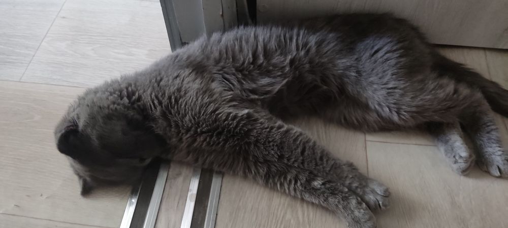Отдам кота в добрые руки
