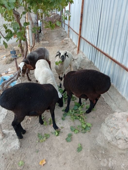 Bugʻoz quylar qoʻchqor barlar sotildi