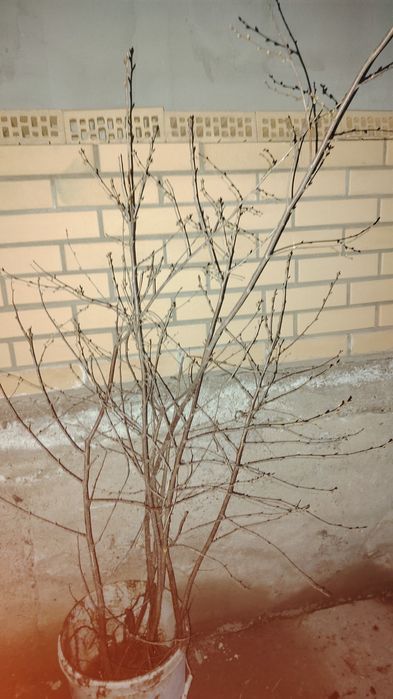 Көшеттер Ағаштар Расада бар