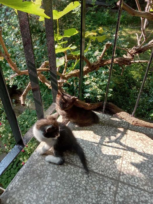 Котета за осиновяване