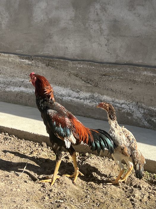 Dakan xoroz hammasi 600 min