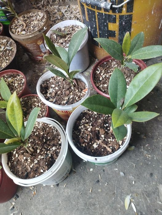 Магнолия грандефлоре кўчатлари сотилади