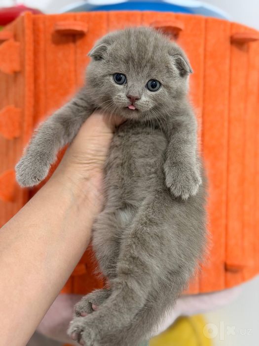 Продам скотт фолд