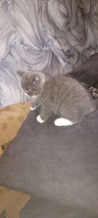 Подарим котенка .