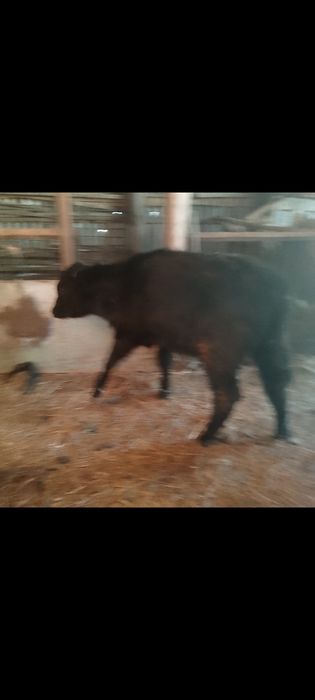 11 месяцев бычок