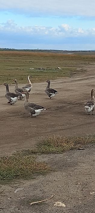 Гусьи Крупные серый