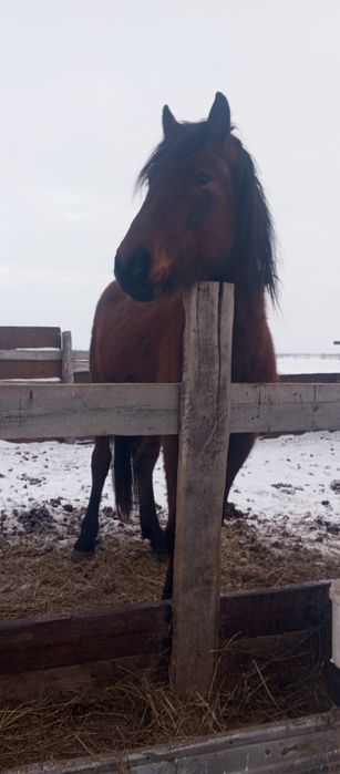 Продам лошадь.    Жеребца