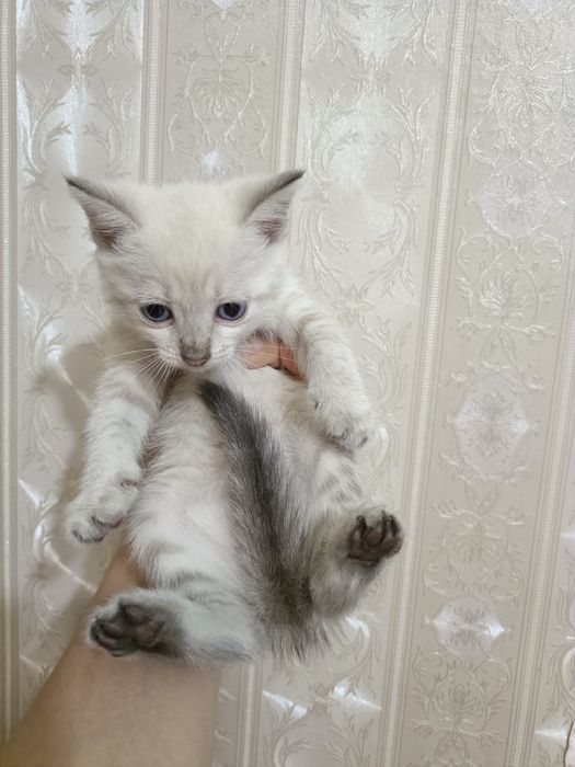 Милые котята ...