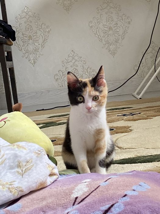 Отдаю котёнка ласковый