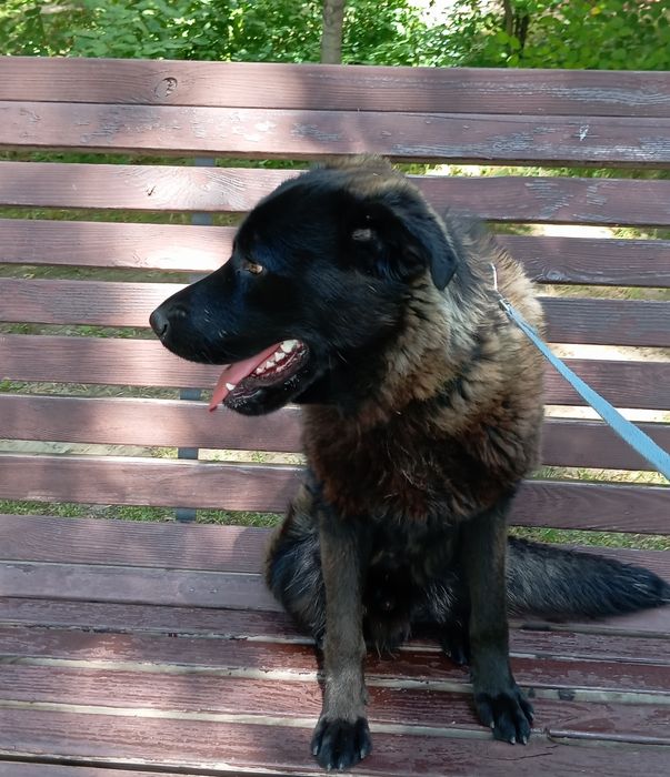 Собака ищет хороший дом