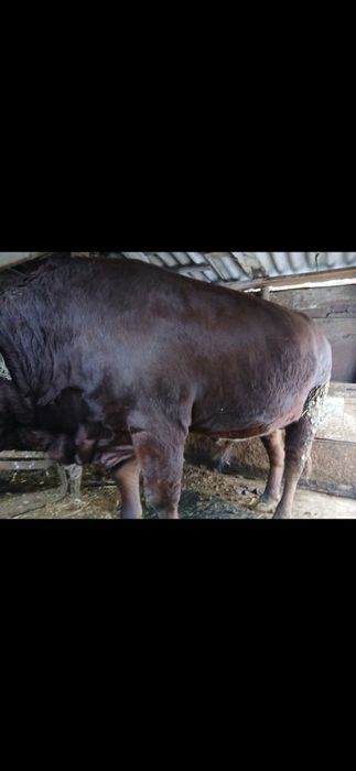 Продам коров, быков, баранов