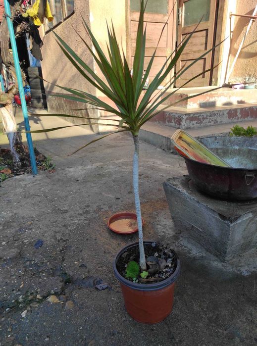 palmier yuca ornamentali pentru interior