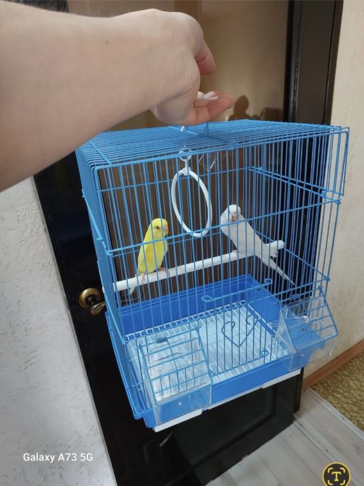 Попугайчики клеткой корм минералы