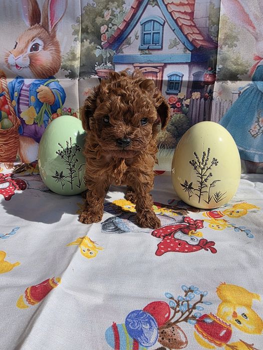 Запазен !Пудел той момче с документ за произход над пет поколения