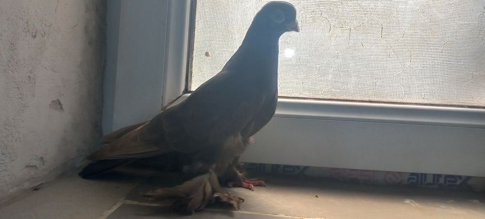 Кептерлер сатылады