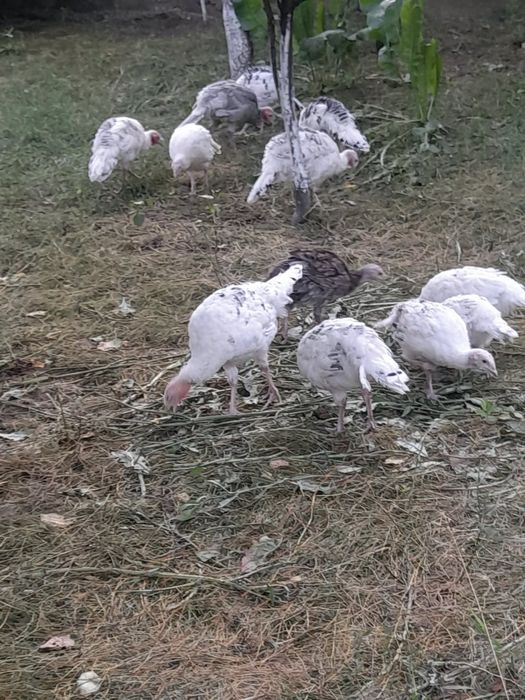 Vând pui de curca de țară