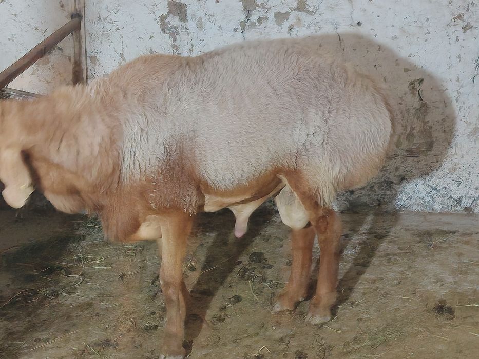 Zotli Qo‘chqor sotiladi