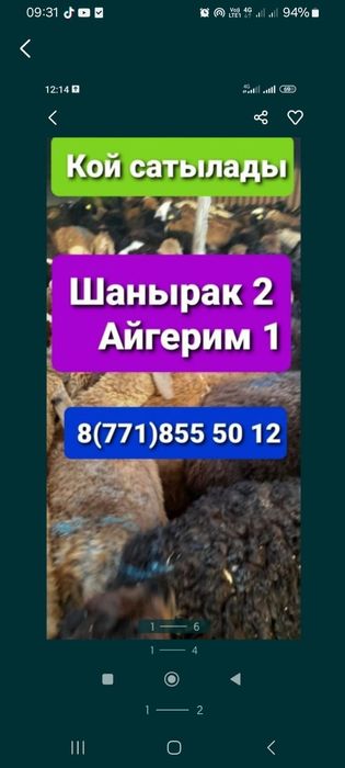 Кой  Бараны токтушки Алматы