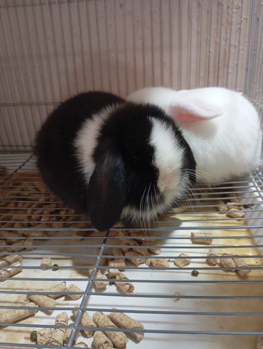 Карликовые декоративные кролики