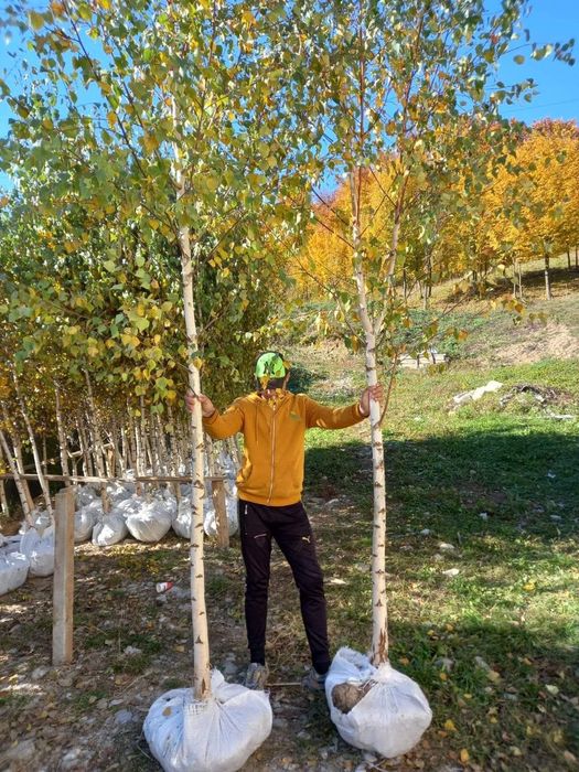 Plante ornamentale decorativ