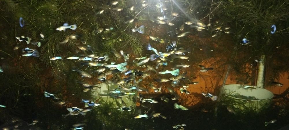 Vând pești de acvariu gupy.moly și xifo