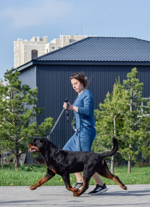 Доступен для вязки ротвейлер