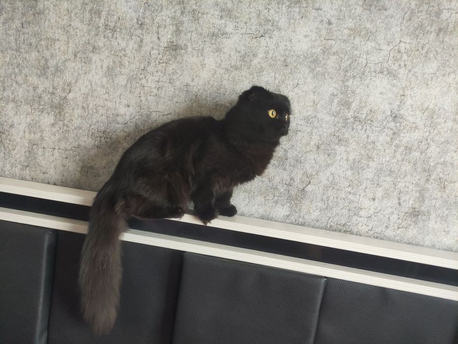 Mushuk sotiladi 
Qora rangli, uzun junli, quloqlari bu