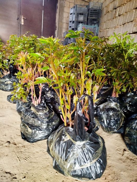 Pion kochat sotaman dexqonchili