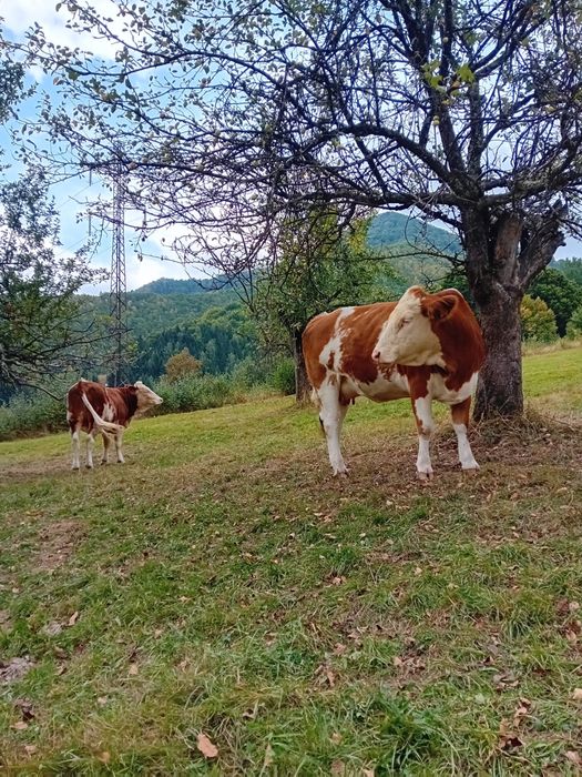 Vand 4 juninci baltata romaneasca