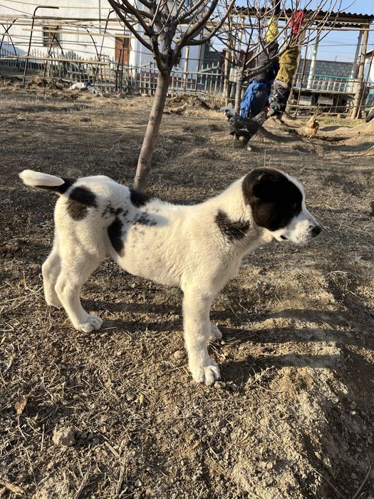 Алабай күшік сатылады