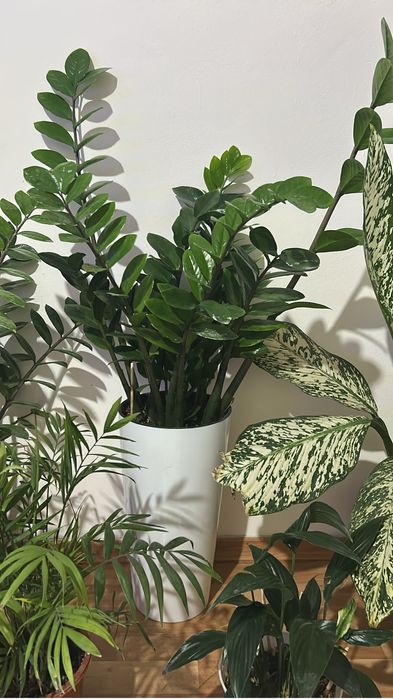 Гүлдердің бағасын білү үшін ватцапқа шығыңыздар.