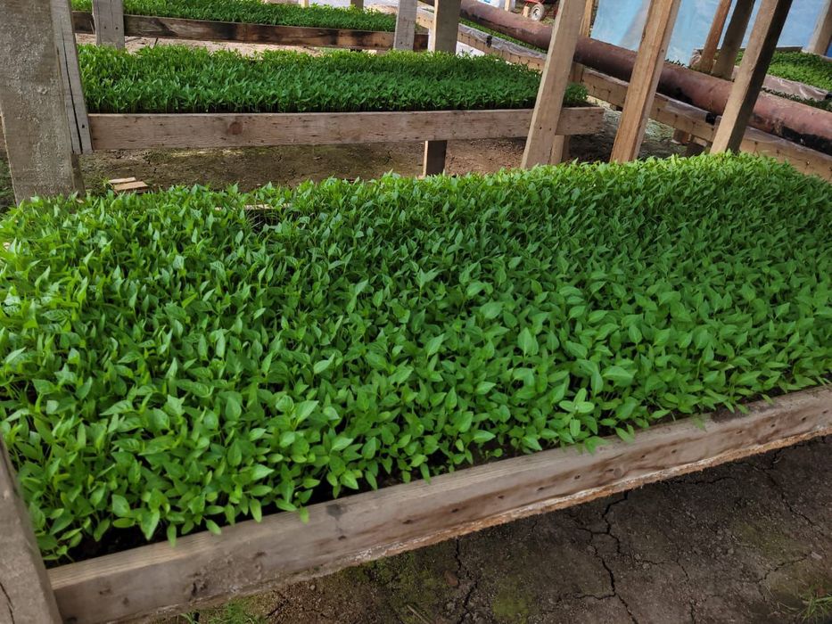 Перец памидор арбуз