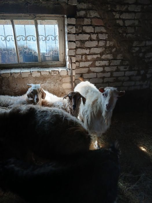 Продам Коз вместе с козлятами