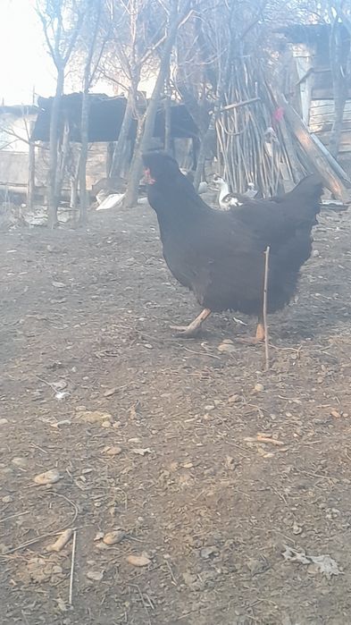 De vânzare Ouă de găină moțate pentru incubat