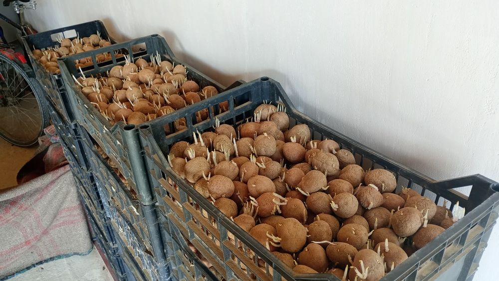 Cartofi de sămânță