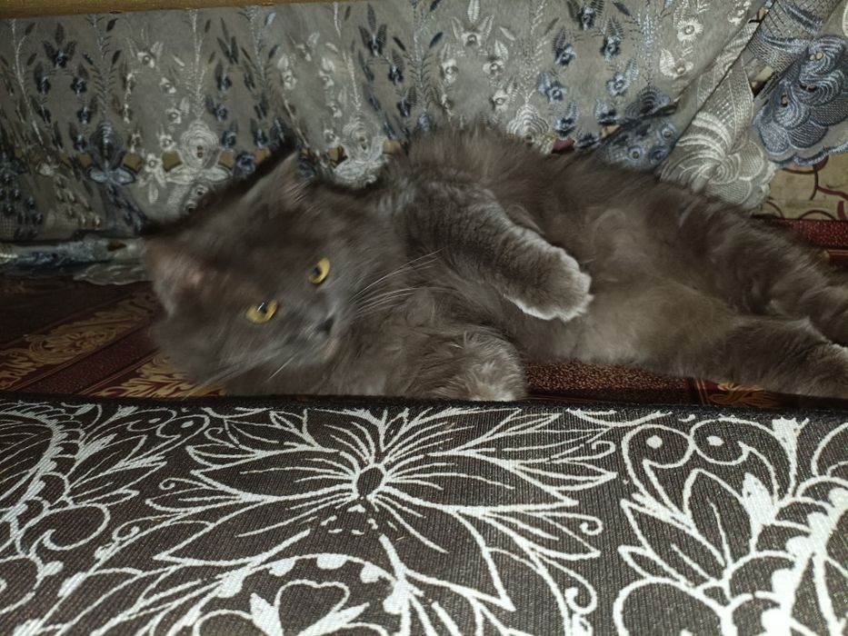 Отдам кота в хорошие руки!