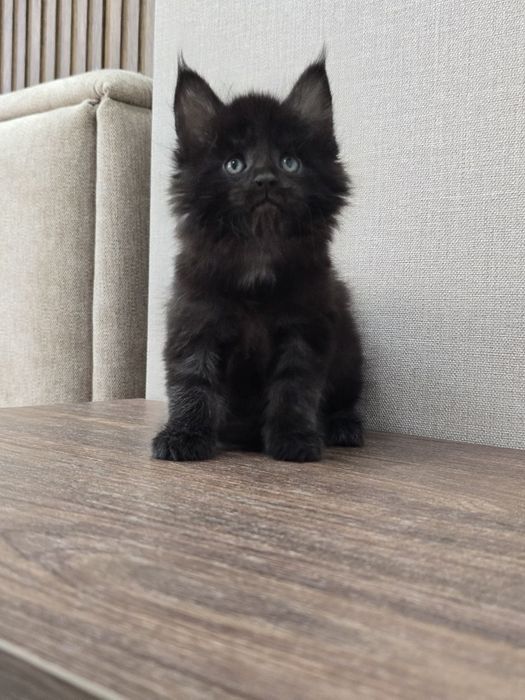 Девочка мейн-кун классик