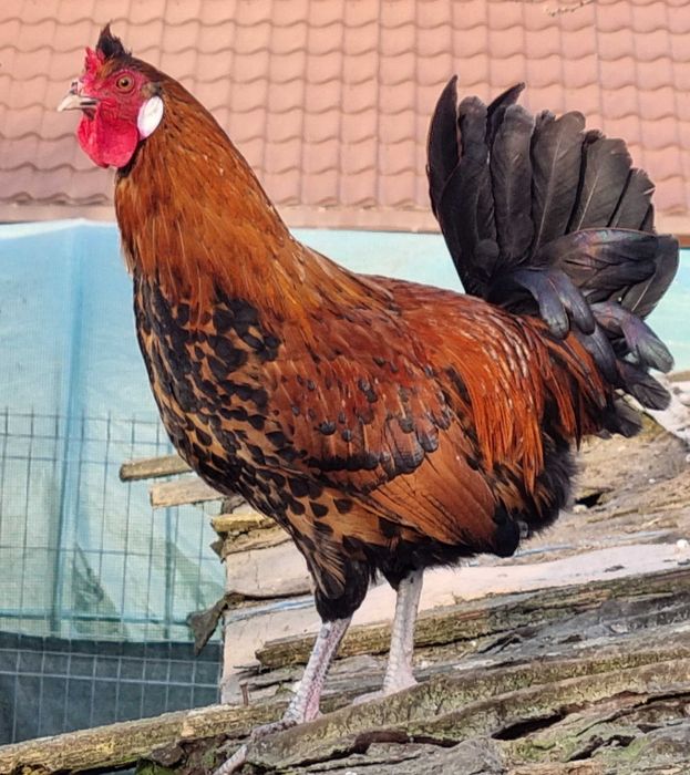 cocos Appenzeller Spitzhauben