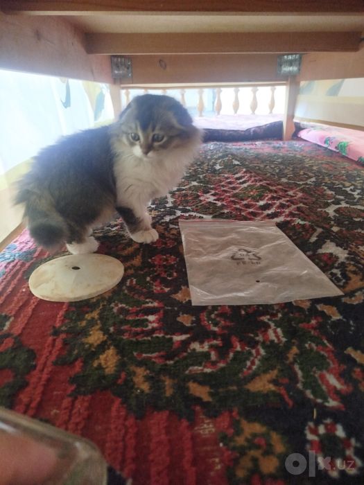 Котенок скотиш фолд