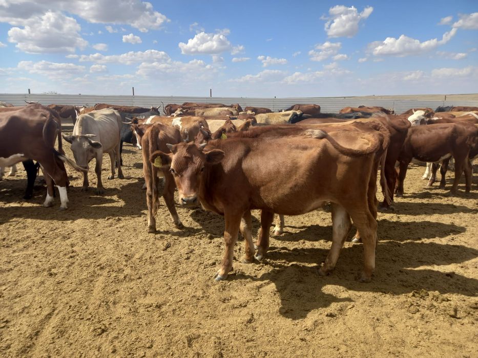 Красный степной сүтті қашарлары сатылады.