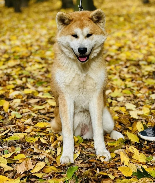 Femelă Akita Inu de 6 luni loială echilibrată iubitoare