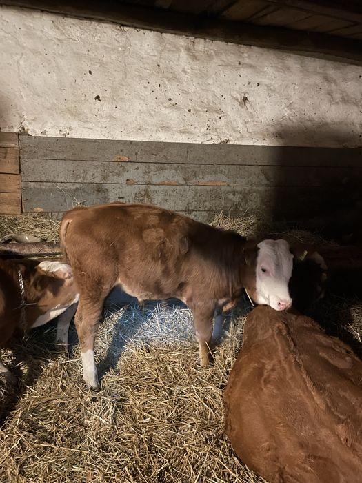 Vand 1 vitel si o vitea