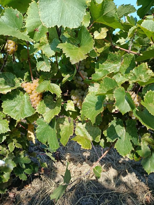 Vând struguri de aligote + amestec ( riesling+ fetească)