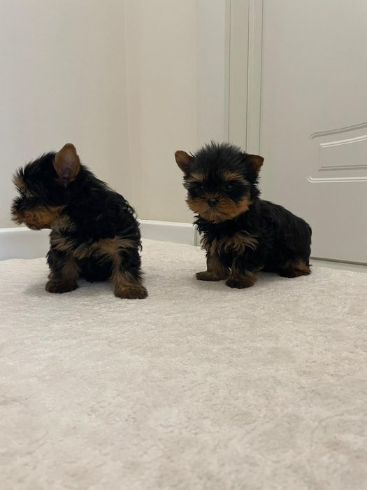 Йоркширски териер !! МИНИ !!