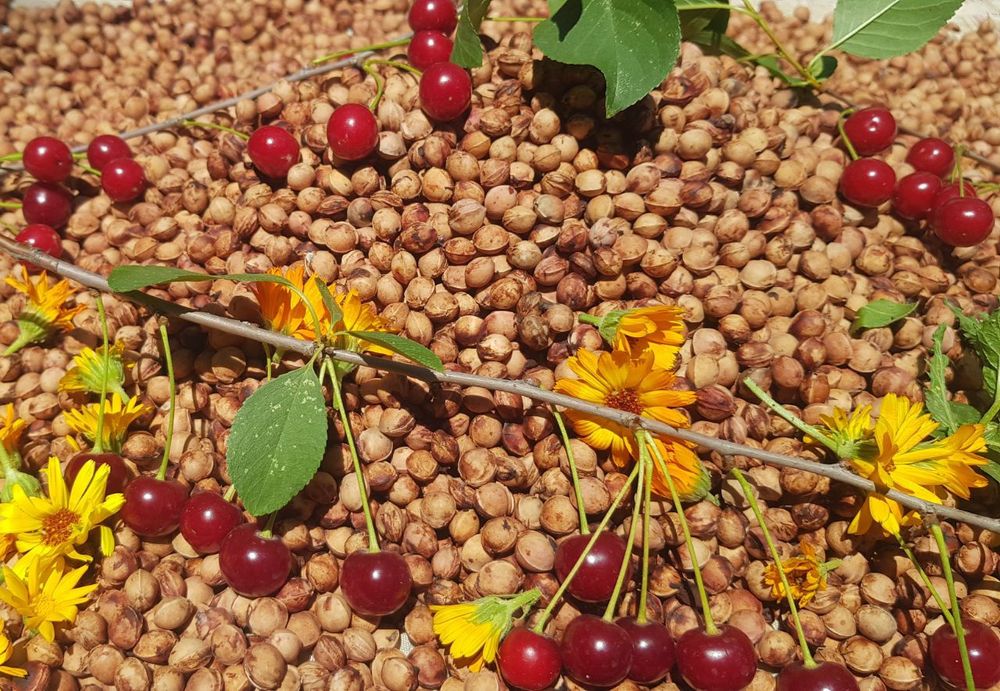 Продаются вишнёвые косточки