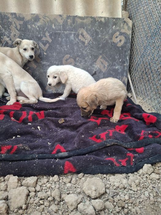 Отдам даром в добрые руки