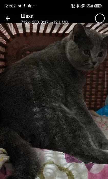 Продаю краткошертые котята скотиш