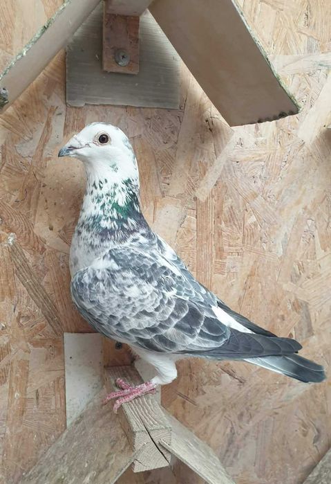 Ocazie! Vand femela voiajor cuca si mascul voiajor andaluz, 100 % viteza, 2017, 2019, Eduard Vajaiac!