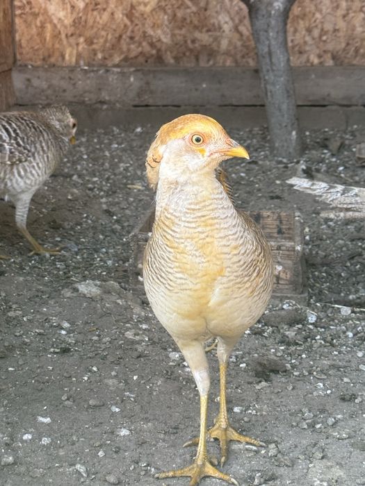 Продам пару лимонных фазанов