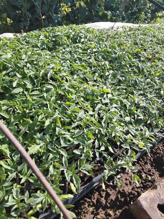 Разсади Домат, Краставици  и Пипер